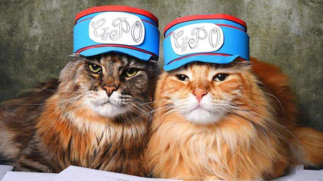 Artemis dan Apollo, kucing yang melamar pekerjaan di Postal Museum London