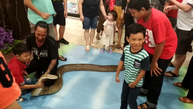 Ular piton di Reptile Festival di PTC Surabaya.