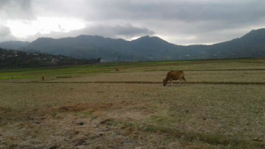 Kekeringan di Manggarai, NTT.