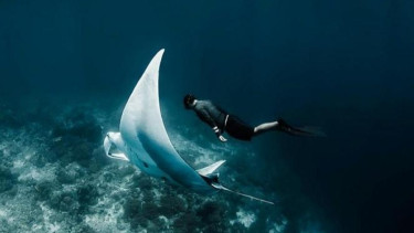 Diving ala Hamish Daud.