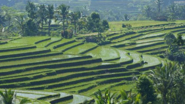 Sistem irigasi subak di Bali.