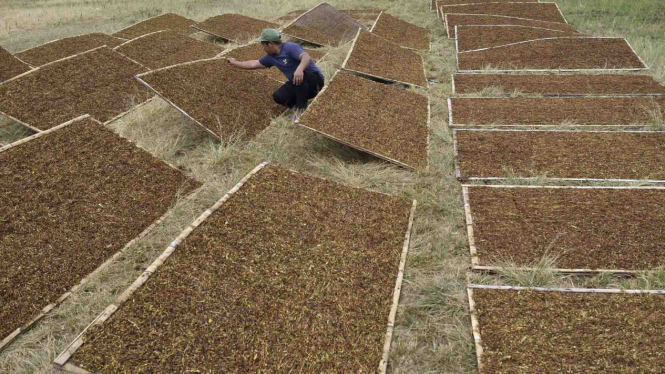 Ilustrasi panen tembakau petani Indonesia
