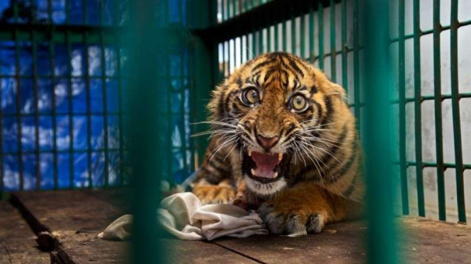 Nominator Wildlife Photographer of the Year 2017, seekor anak harimau sumatera.