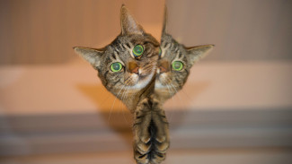 5 Reasons of Hair Loss in Cats
