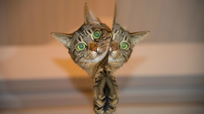 Ilustrasi kucing.