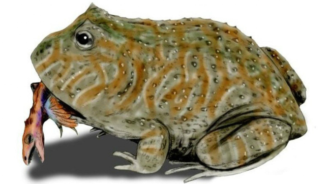 Katak iblis Beelzebufo ampinga