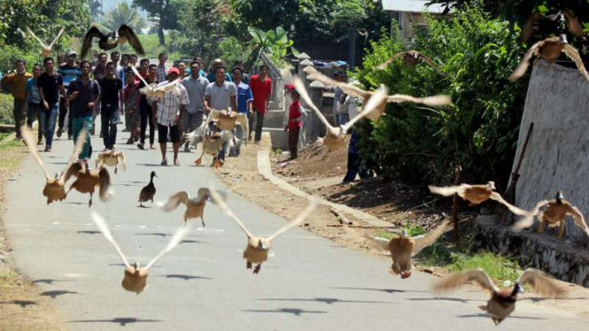 Pacu itiak atau balapan bebek terbang, permainan tradisional warga Kota Payakumbuh dan Kabupaten Limapuluh Kota di Sumatera Barat.