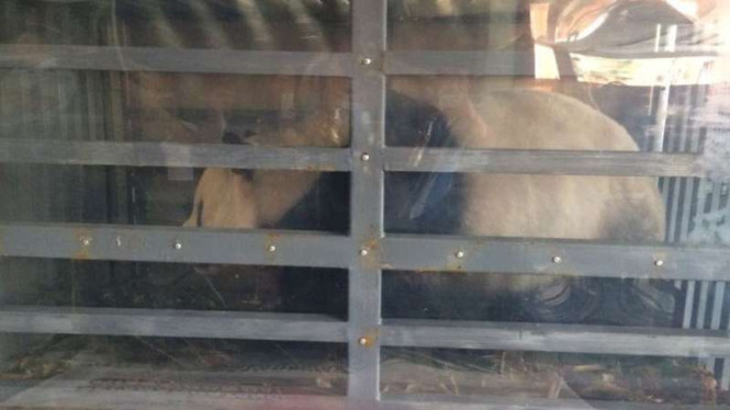 Giant Panda