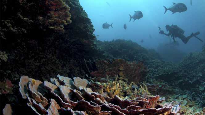 Menyelami Keindahan Bawah Laut