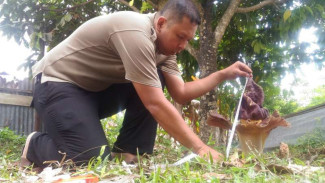 Dikira Jantung Pisang, Ternyata Bunga Bangkai 