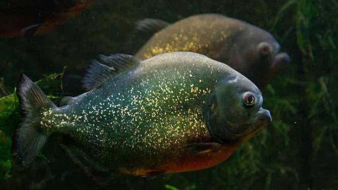 Ikan piranha.