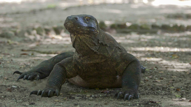 Seperti ini Pesona Keindahan Taman Nasional Komodo 