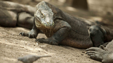 Komodo (Varanus komodoensis)