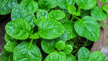 Manfaat Daun Binahong