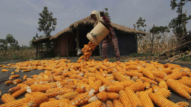 Target Produksi Jagung Kementerian Pertanian
