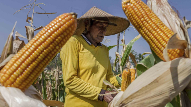 Seorang petani memanen jagung.