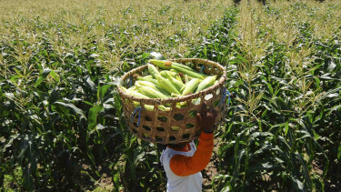Ilustrasi Produksi Jagung Kementerian Pertanian