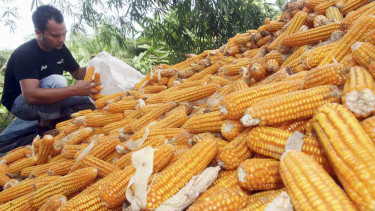 Produksi jagung dalam negeri.