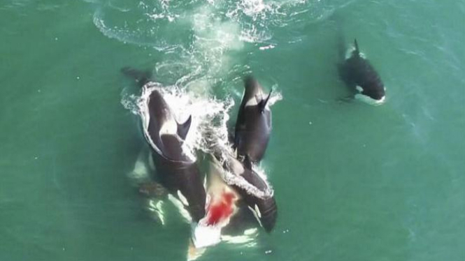 Orcas berburu paus besar.