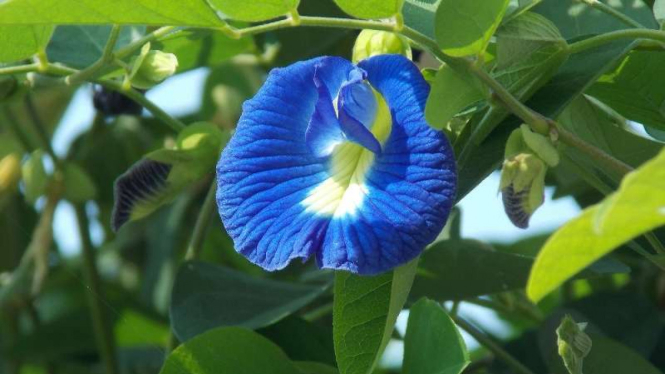 Clitoria Ternatea atau Bunga Telang