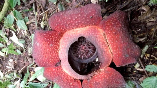 Bunga Rafflesia tumbuh di Agam, Sumatera Barat.