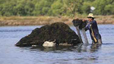 Target Produksi Rumput Laut Indonesia