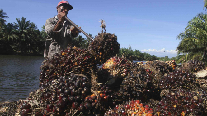 Kelapa Sawit - Kebun - Perkebunan - Lahan - Hutan
