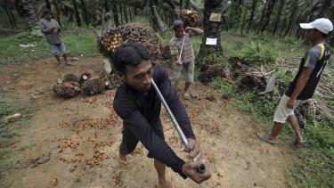 Sorot Kelapa Sawit - Kebun - Perkebunan - Lahan - Hutan