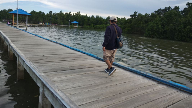 Pemandangan hutan bakau di Kendari
