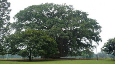 Pohon beringin.