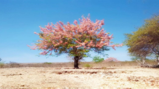 Bunga Konjil, Sakura ala pulau Sumba