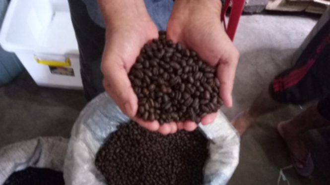 Kopi gayo