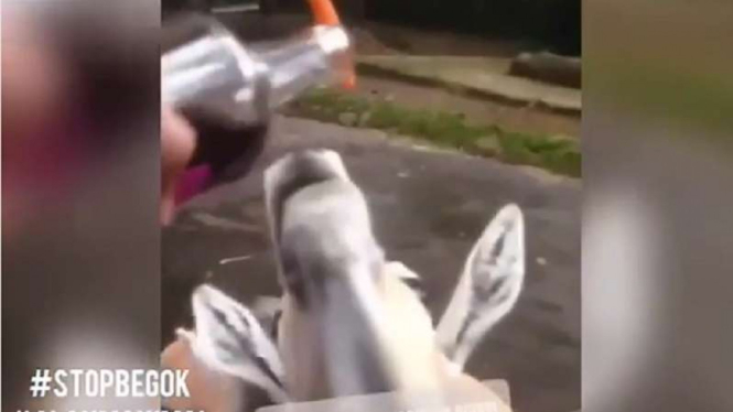 Pengunjung Taman Safari mencekoki hewan dengan minuman air keras