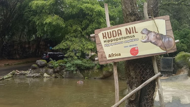 Pengunjung Taman Safari mencekoki hewan dengan minuman keras