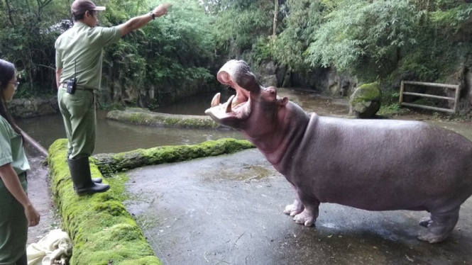 Satwa Kuda Nil bernama 'Robby' yang dicekoki miras oleh pengunjung Taman Safari Indonesia Bogor menjalani pemeriksaan petugas.