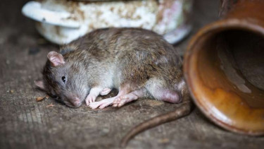 Tikus