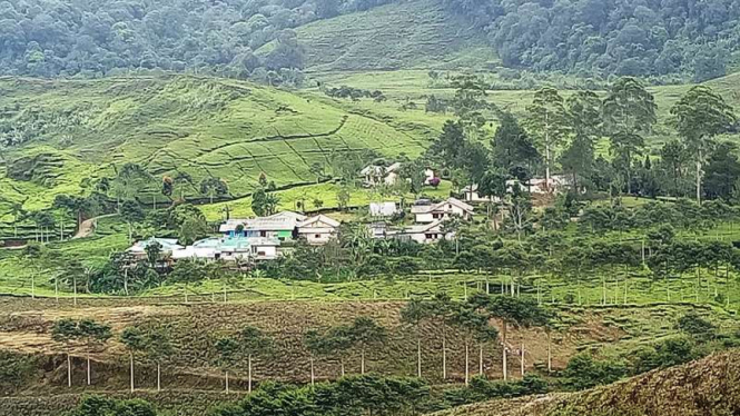 Hamparan kebun teh dan hutan Gunung Pangrango, Bogor