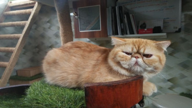Kucing milik Surya Kencana dan Barsena Bestandhi
