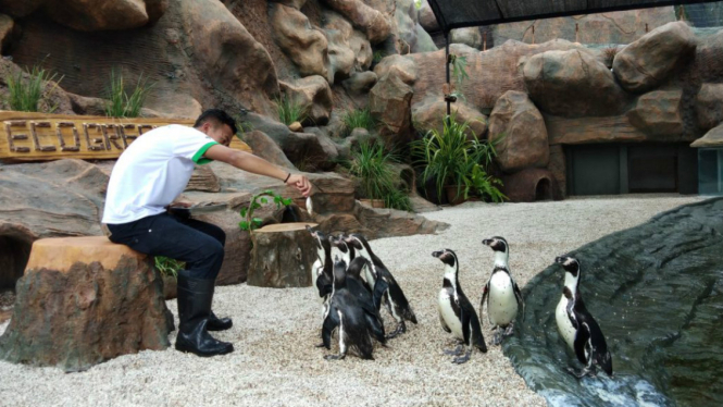 Penguin Humboldt di Eco Green Park.