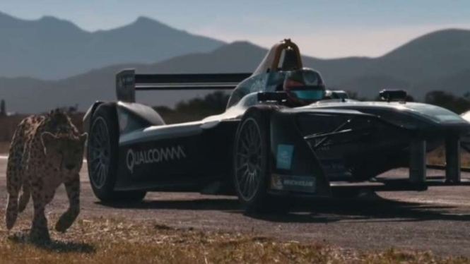 Adu cepat cheetah dan mobil Formula E