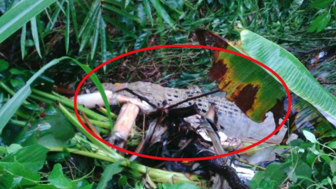 Kemunculan buaya sungai di Kali Kwagon Kabupaten Sleman Yogyakarta, Rabu (29/11/2017)