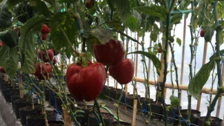Inspirasi Budidaya Paprika Lewat Program Ecofarming