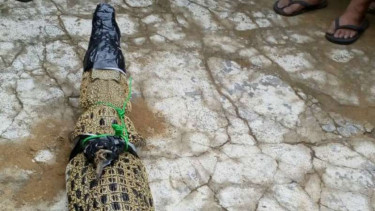 Buaya yang mucul saat banjir di Yogyakarta berhasil ditangkap.