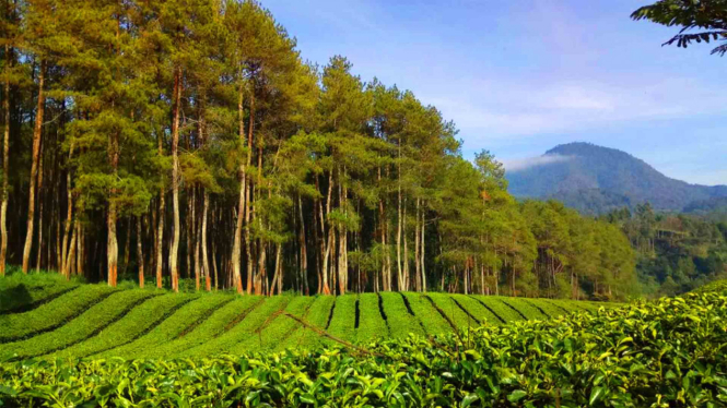 Pangalengan, Kabupaten Bandung