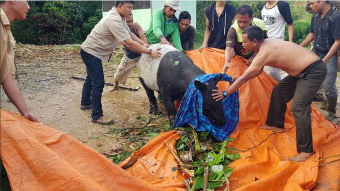 Petugas dari Kementerian LH mengevakuasi Tapir yang masuk ke permukiman warga di Kampung Kristen Kabupaten Labuhan Batu Selatan, Selasa (19/12/2017)