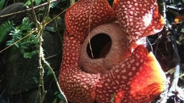 Rafflesia langka jenis Tuan Mudae di Kawasan Cagar Alam Maninjau