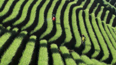 Lahan pertanian (sawah) terasering di Majalengka, Jawa Barat.
