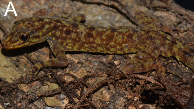 Spesies baru cicak batu Cnemaspis purnamai
