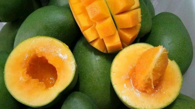 Mangga alpukat.