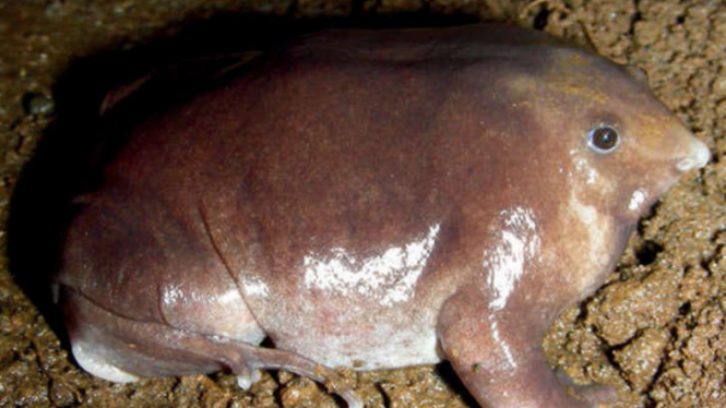 Katak moncong babi ungu